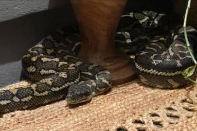 Avustralya'da üzerinde 2,5 metrelik pitonla uyandı