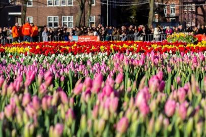 Hollanda’da lale mevsimi 'Ulusal Lale Günü' ile karşılandı