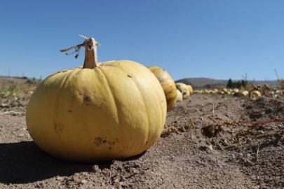 Market ile üretici arasındaki fiyat farkı yüzde 278’i geçti
