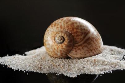 Türkiye 2025'te deniz salyangozu ihracatından 20,9 milyon dolar kazandı