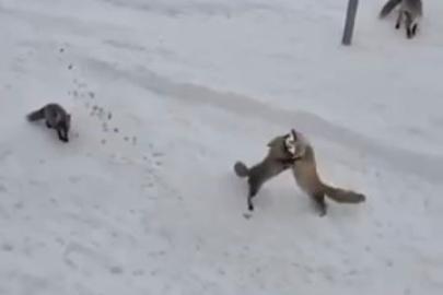 Ardahan’da tilkilerin ’ekmek kavgası’ kamerada