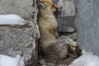 Ardahan’ın Damal ilçesinde yaralanan tilkiye belediye başkanı sahip çıktı