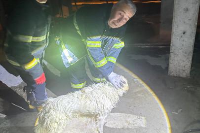 Asansör boşluğuna düşen köpek kurtarıldı