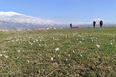 Bitlis’te kardelen ve çiğdemler açtı
