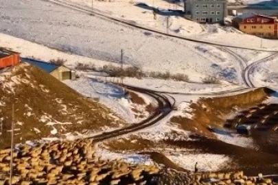 Dağın huzuru, emeğin sesi: İliç’te küçükbaş hayvancılık