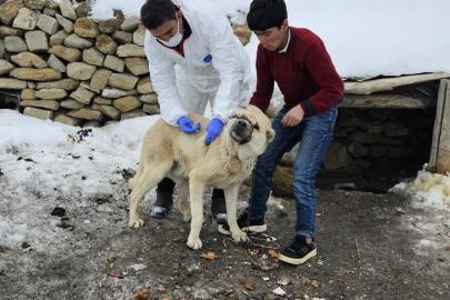 Diyadin’de köpeklere kuduz aşısı uygulaması başladı