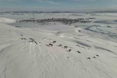 Karayazı’da kurt sürüsü gündüz vakti görüntülendi