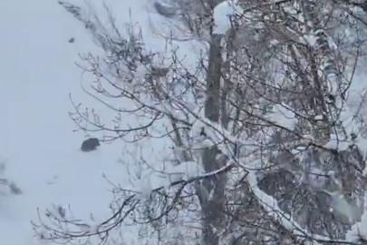 Karlı havada yiyecek arayan yaban domuzu görüntülendi