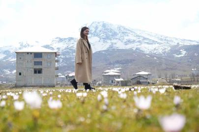 Muş Ovası’nda baharın habercisi çiğdemler açtı