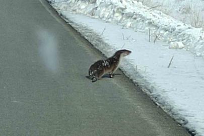 Nesli tehlikede olan su samuru yolunu kaybetti, kara yoluna indi