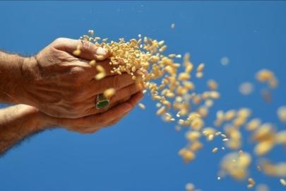 Ocak ayındaki yağlı tohum ihracatı 1 milyar dolarlık gelire yaklaştı