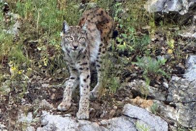 "Ormanın hayaleti" vaşak Kemaliye’de görüntülendi