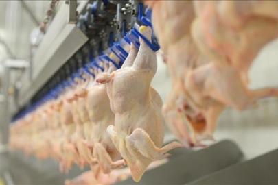 Tavuk ihracatı yarından itibaren durdurulacak