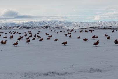 Angut kuşlarının belgesel tadında göçü