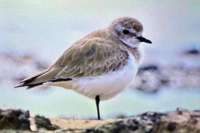 Antalya'da renkli bahar göçü; 3 günde 103 tür
