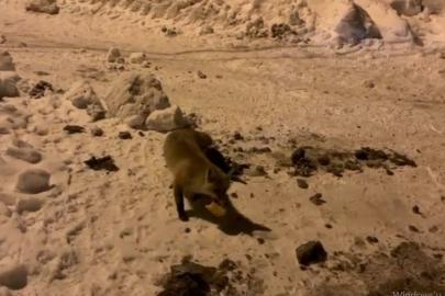 Ardahan’da bir adam, her gün evinin önüne gelen tilkiyi besliyor