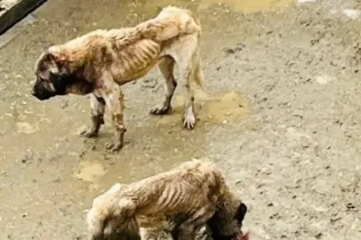 Bozüyük Kaymakamlığı inceleme başlattı!