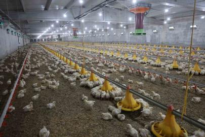 Devletten aldığı destekle ikinci çiftliğini açtı