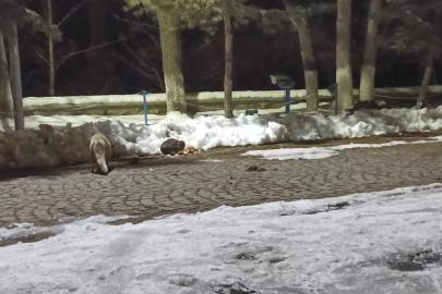 Kars’ta kedi ile tilkinin ilginç karşılaşması kamerada