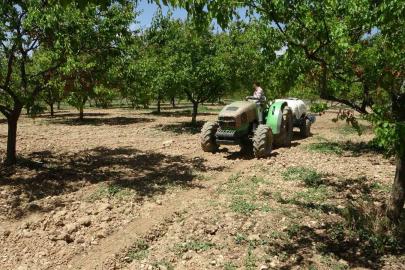 Kayısı üreticilerine manolya hastalığı uyarısı