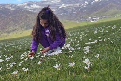 Muş Ovası çiğdemlerle renklendi