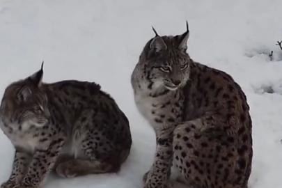 "Ormanın hayaleti" vaşak ailesi Refahiye’de havadan görüntülendi