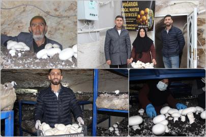 Şırnak'ta tarihi mağara mantar üretim tesisine dönüştü