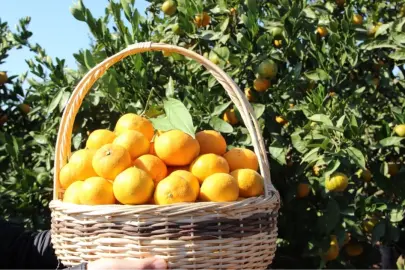 Tarım ürünleri üretici fiyatları yıllık yüzde 40,1 arttı... Aylıkta en yüksek artış turunçgillerde