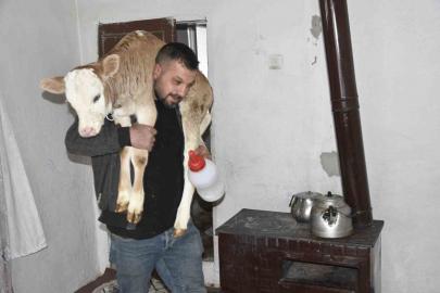Tatvan’da hasta buzağıya evde özel bakım