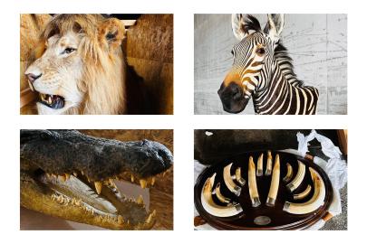 Trabzon Limanı’nda yaban hayatı kaçakçılığına operasyon