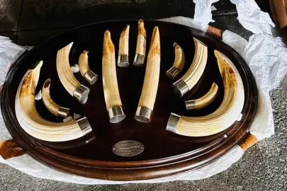 Trabzon'da yaban hayatı kaçakçılığı... 19 kargo ele geçirildi!