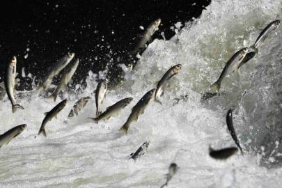 Van Gölü Havzası’nın doğusundaki yağış bolluğu tarımı ve inci kefali göçünü olumlu etkileyecek