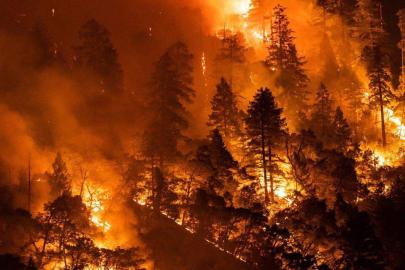 ABD'de orman yangınlarında 27 bin dönümlük alan küle döndü