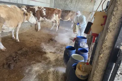 Adıyaman’da zoonoz hastalıklara karşı aşılama sürüyor