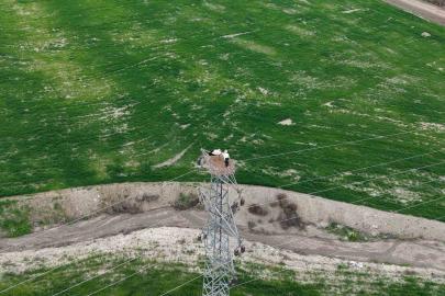 Baharın müjdecisi leylekler Elazığ’ı renklendiriyor