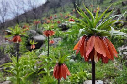 Bingöl’de ters laleler görsel şölen sunuyor: Koparmanın cezası 700 bin TL