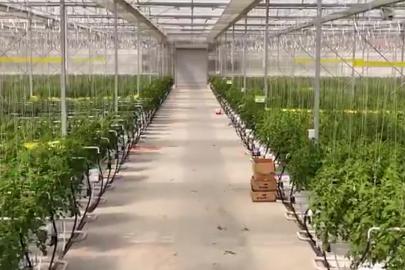 Çaycuma Sera Organize Tarım Bölgesi’nde üretim başladı