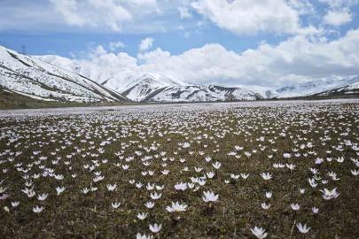 Güzeldere Vadisi’nde bahar şöleni: Çiğdemler görsel ziyafet sunuyor