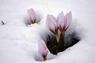 Karla buluşan çiğdemler güzel görüntüler oluşturdu