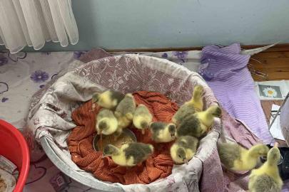 Kars’ta kazlar kuluçkada, köylerde seferberlik başladı