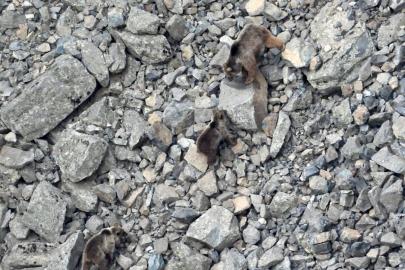 Kış uykusundan uyanan ayı ailesi kameralara yansıdı