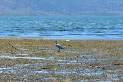 Kuruyan göl yeniden kuşlara yuva oldu