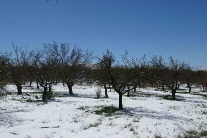 Malatya’da kayısıda don endişesi
