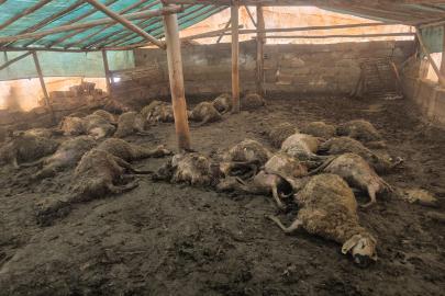 Malatya'da kurdun girdiği ağılda 40 koyun telef oldu