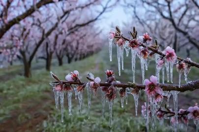 Meteorolojiden Doğu Karadeniz için zirai don uyarısı