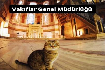 Mil-Diyanet Sen’den "Sokak Hayvanları Günü" tepkisi