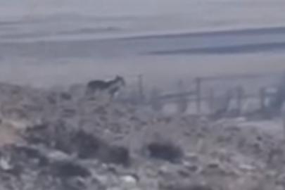 Özalp’te sürüye saldırmak için fırsat kollayan kurtlar görüntülendi