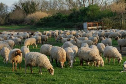 Tarım ve Orman Bakanlığı’ndan Kars’taki mera kullanımıyla ilgili açıklama