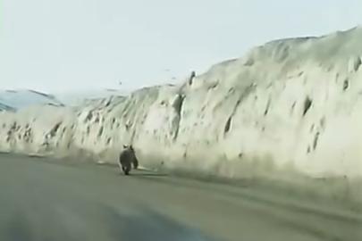 Van’da kara yoluna inen ayı kameraya yansıdı