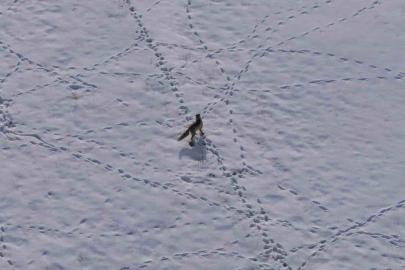 Van’da tilkinin avı dron kamerasına yansıdı